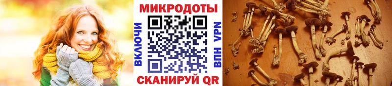 Псилоцибиновые грибы Psilocybe  Невель 